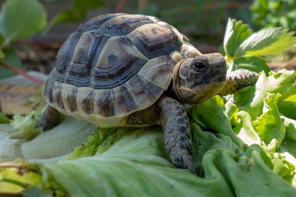 baby turtle eating