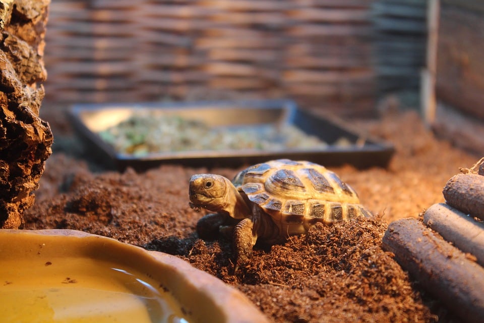 baby turtle in the tank
