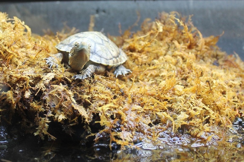 baby turtle on weeds