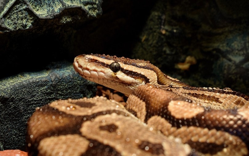 ball python