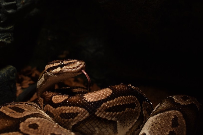 ball python hissing