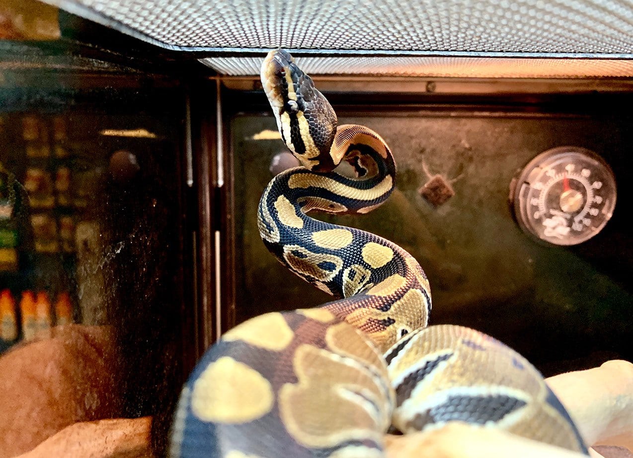 Ball python inside tank