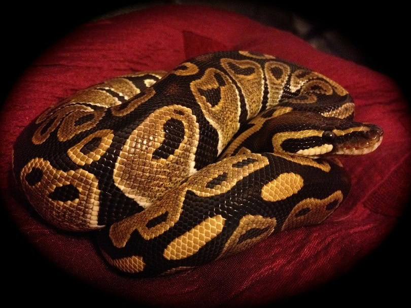 ball-python-pixabay2