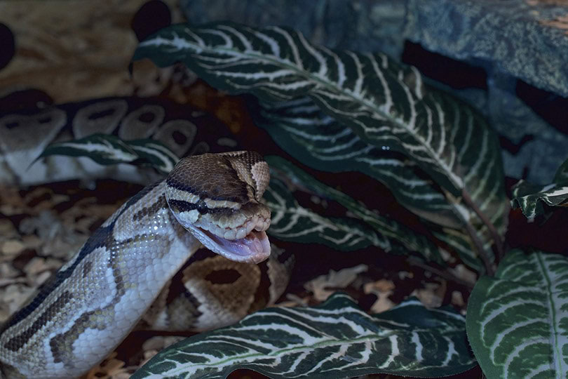ball python raising its head