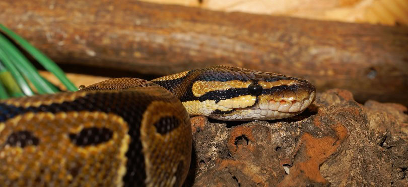 ball python side view