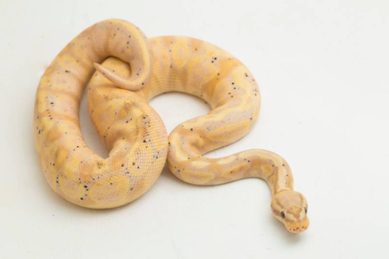 banana super pastel ball python regius isolated on white background