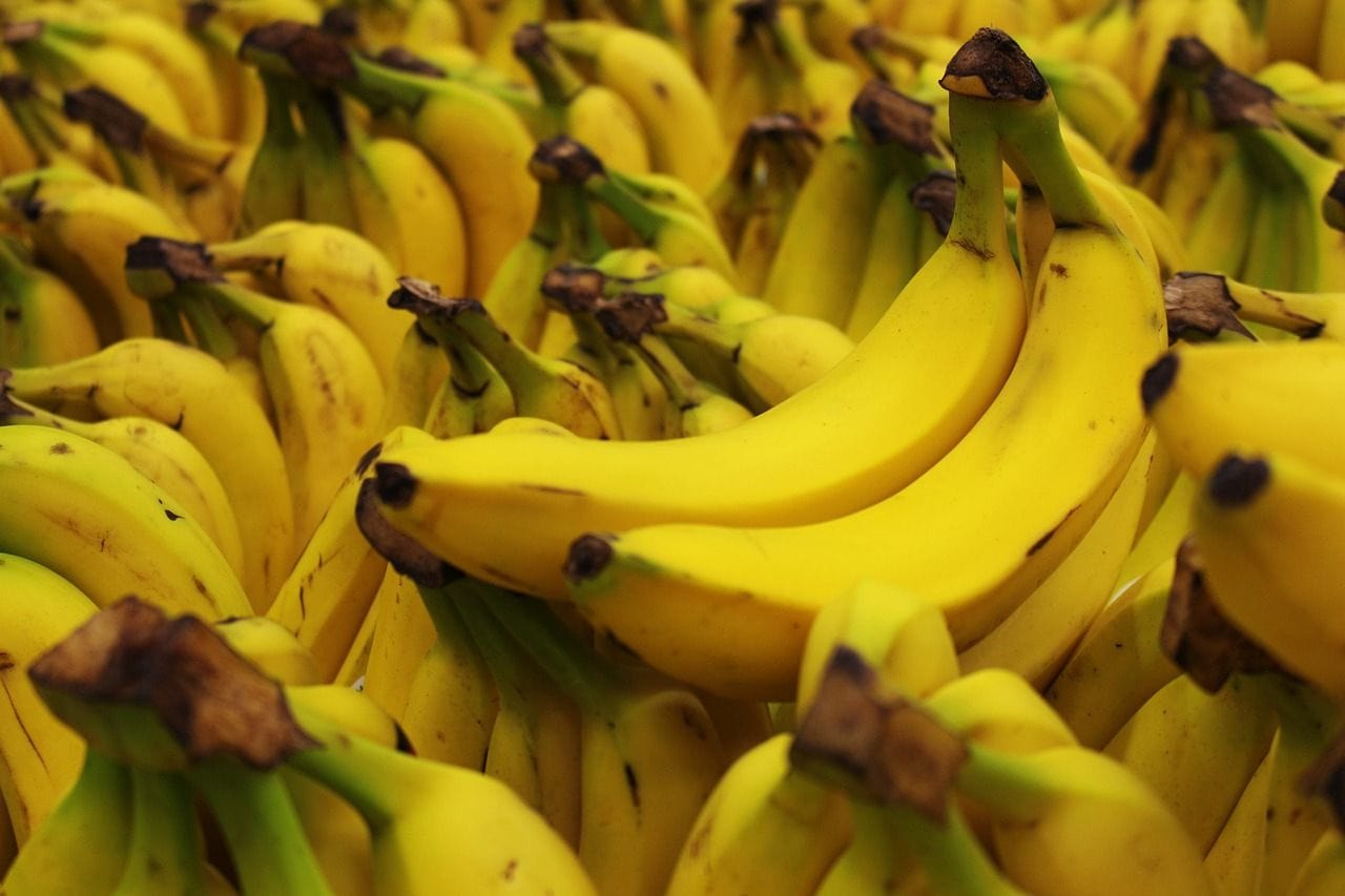 Can Tortoises Eat Bananas
