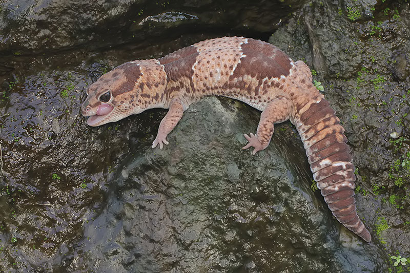 banded african fat tailed gecko on a rock
