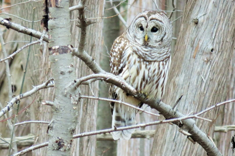 barred owl_