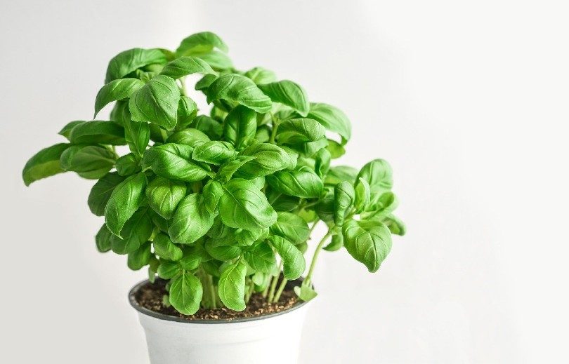 basil herbs