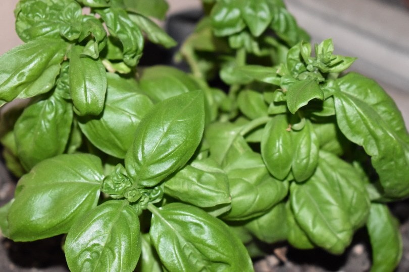 basil