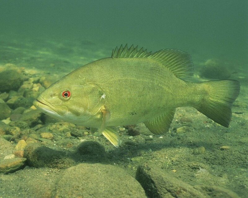 bass_fish_pixabay