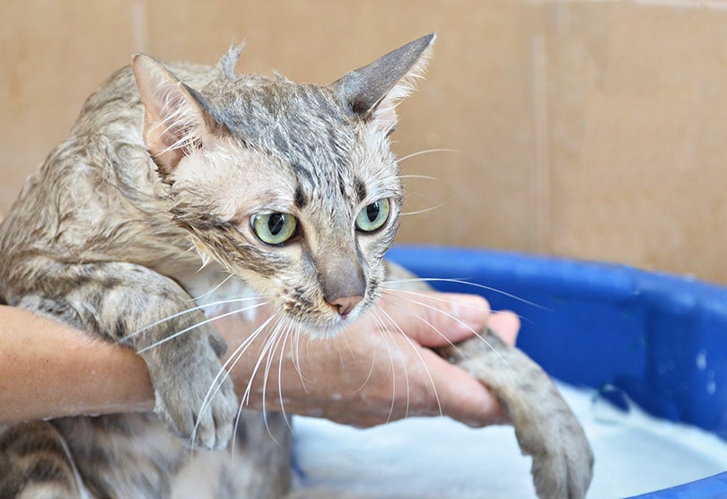 bathing a tabby cat with shampoo