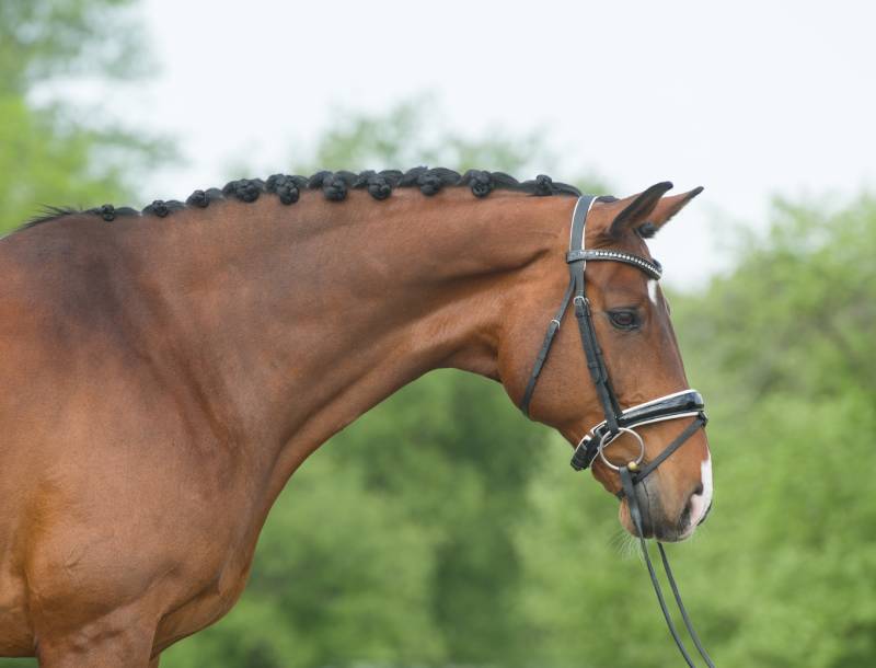 bay hanoverian horse