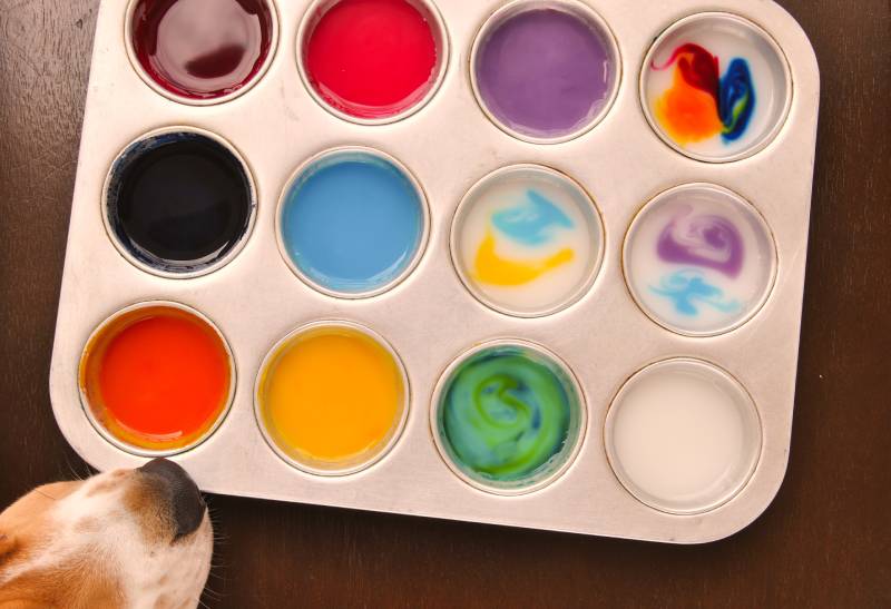beagle dog trying to taste some homemade edible paint made from cornstarch and food coloring in a muffin tray