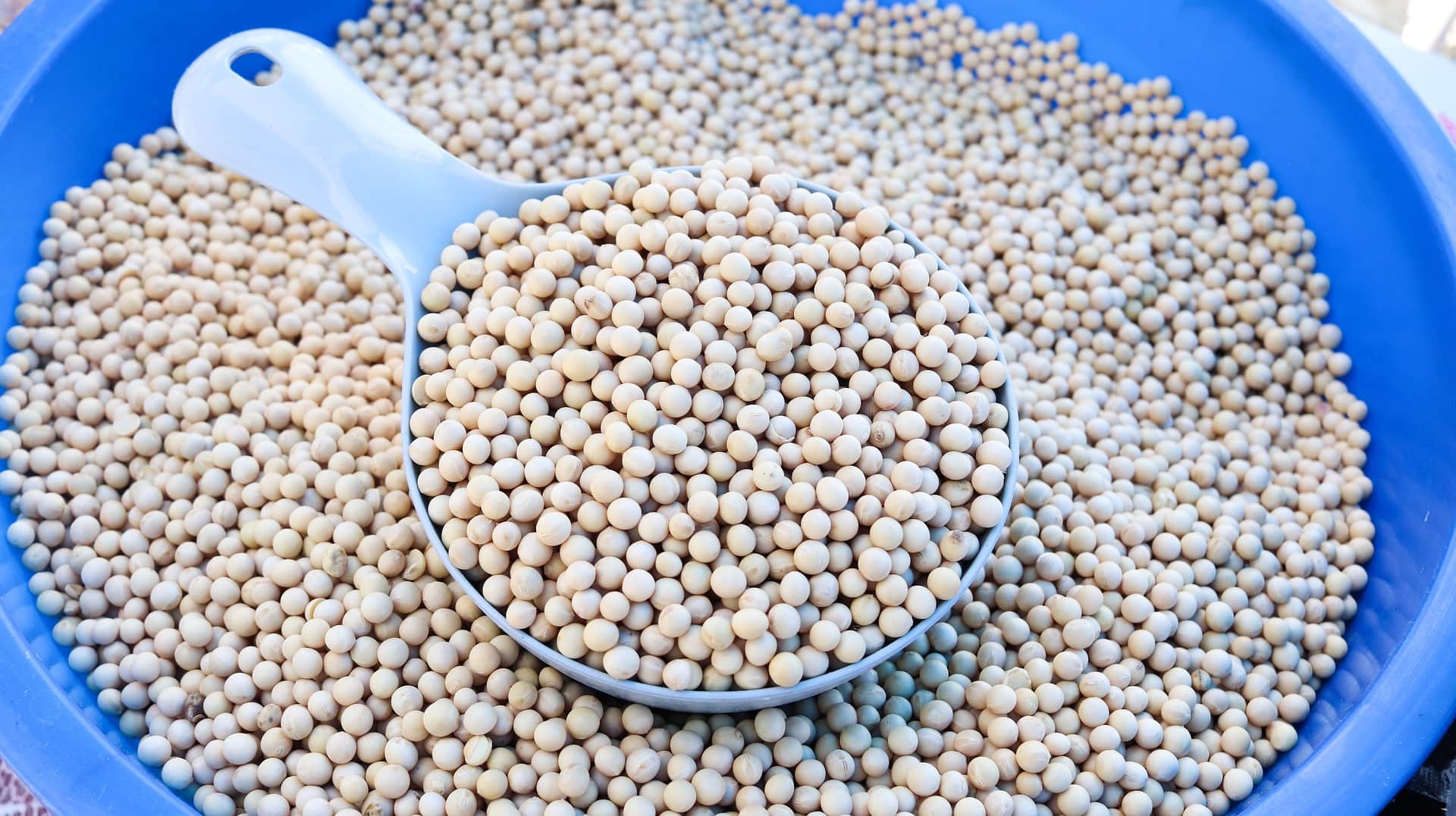 Tofu beans