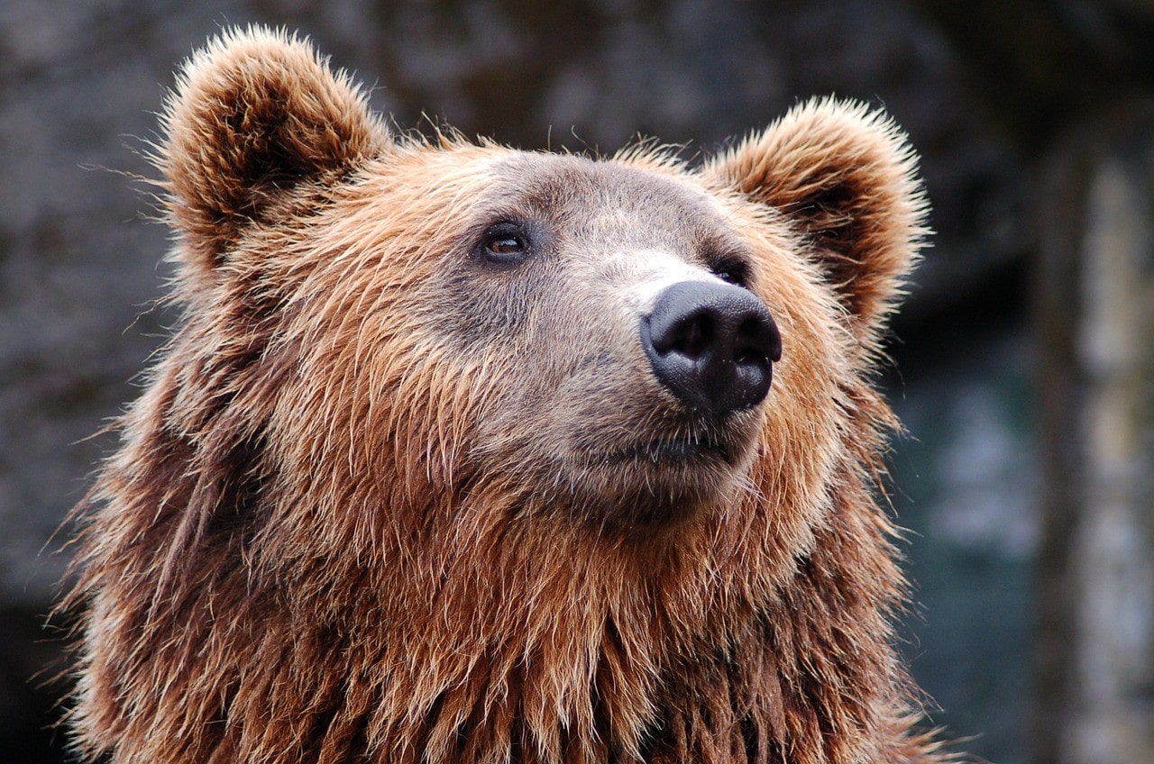bear head