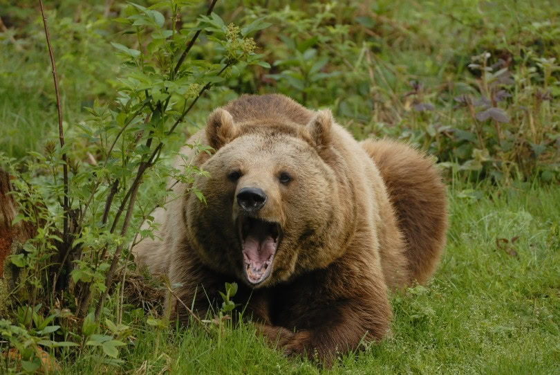 bear featured,Karin Jaehne, Shutterstock
