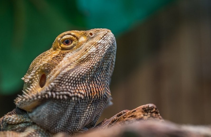 bearded dragon