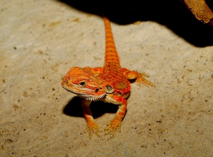 bearded dragon