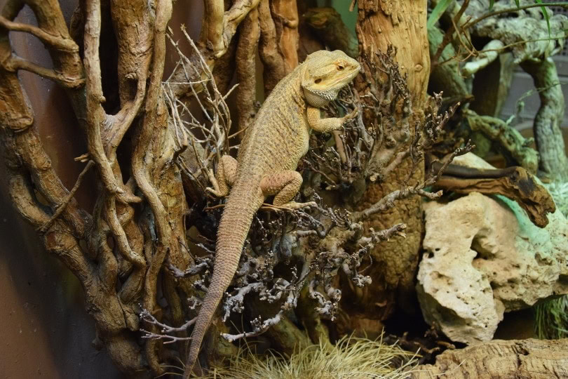 bearded-dragon 2_Arledas_Pixabay