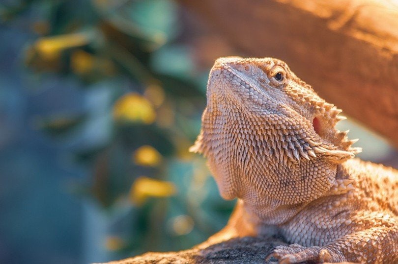 bearded dragon close up