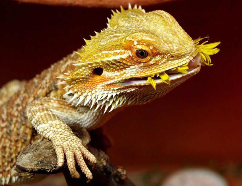 bearded dragon eating_Milchdrink, Pixabay