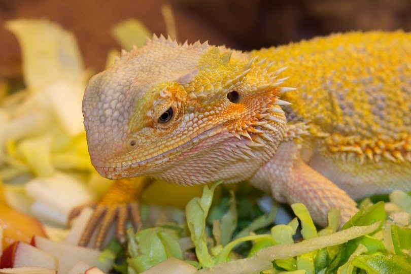 bearded-dragon-eating_Maayke-Bakker_shutterstock