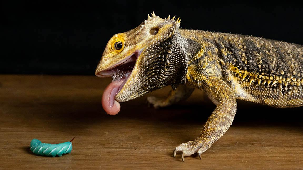 Bearded Dragon eats a Hornworm feeding chart