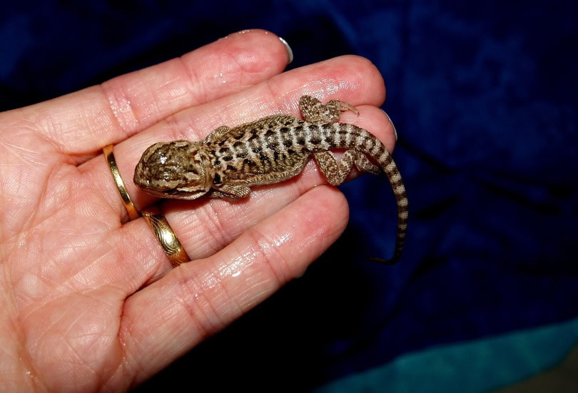 bearded-dragon in hand