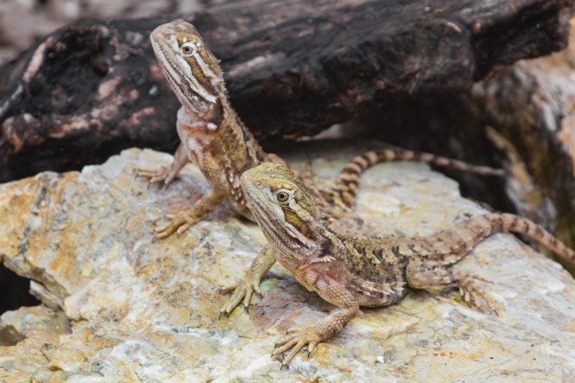 bearded dragon in rock_TeeFarm_Pixabay