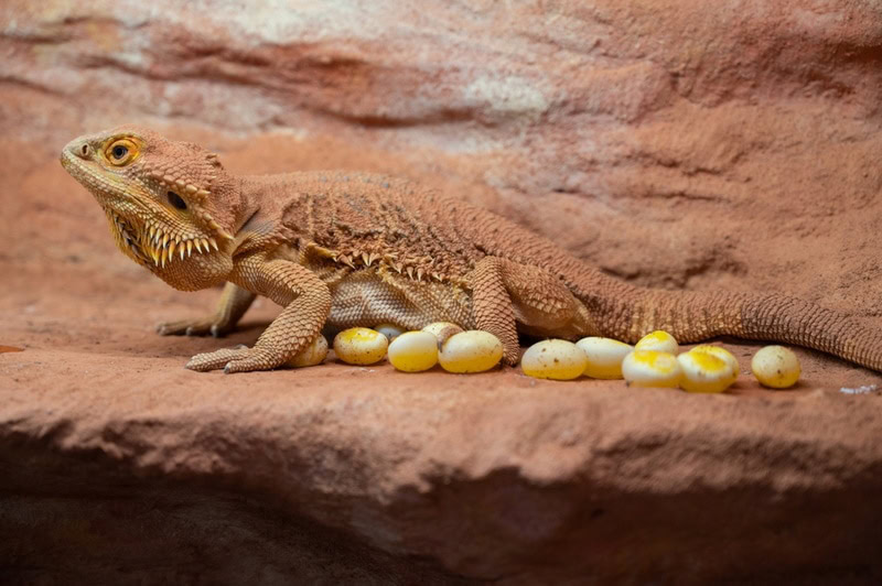 bearded dragon laying eggs