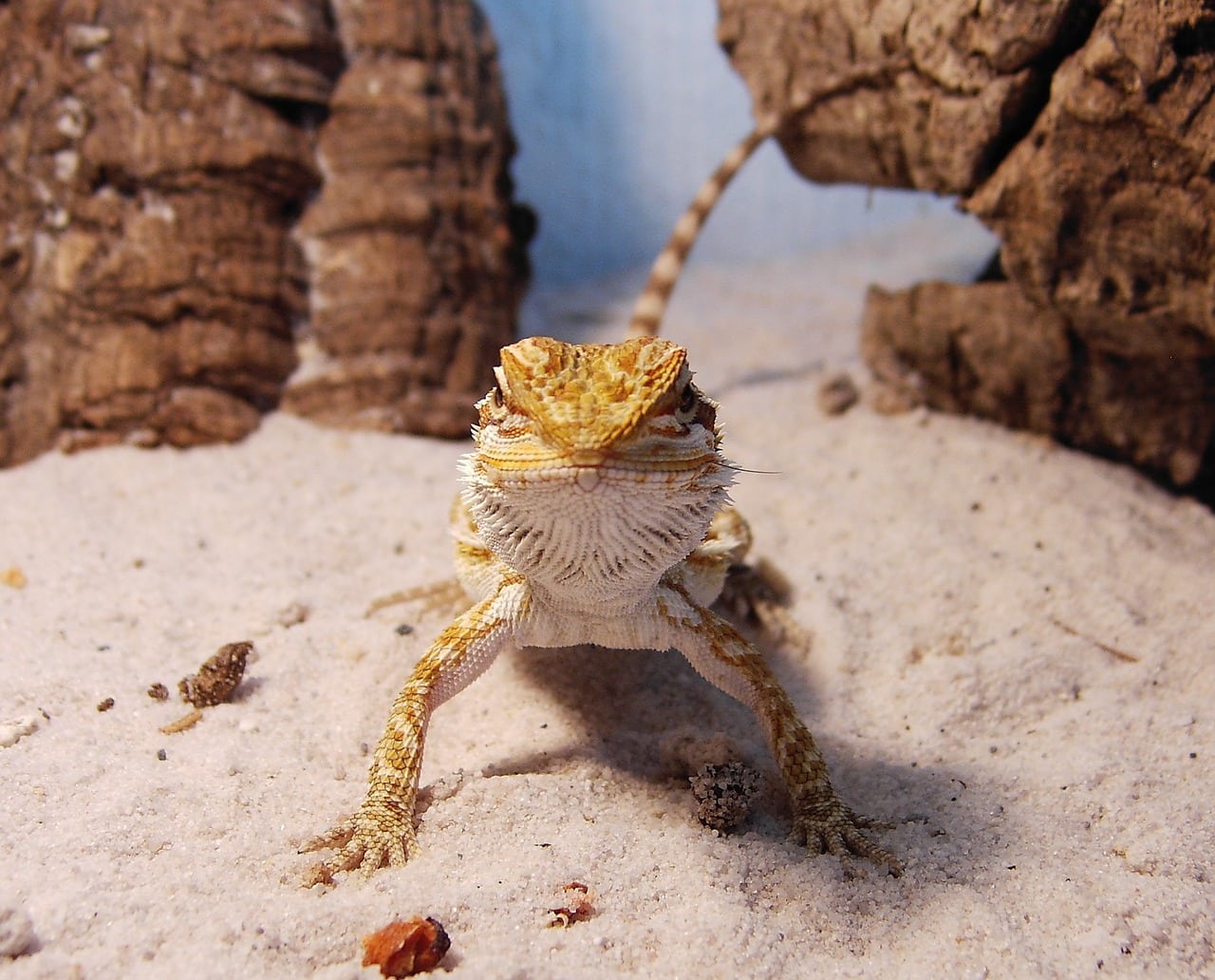 bearded dragon looking