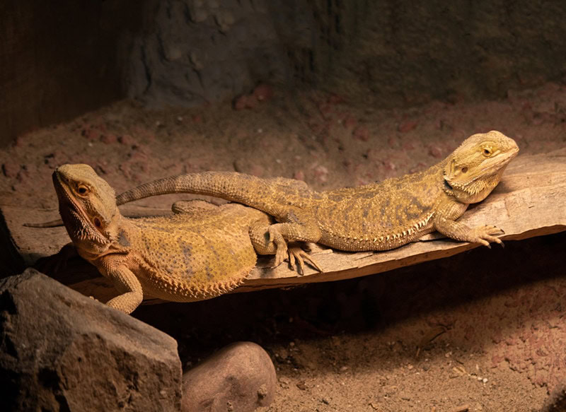bearded dragon mating