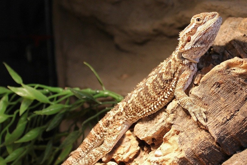 bearded dragon
