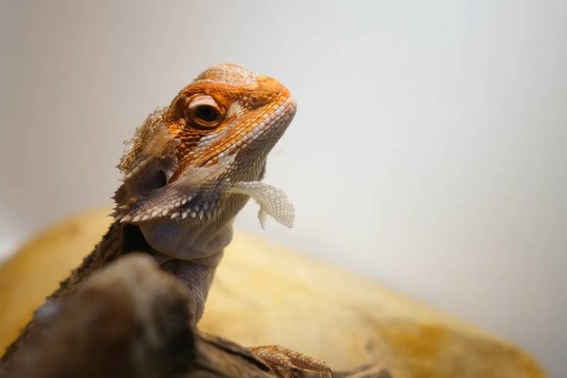 bearded dragon with shedding skin