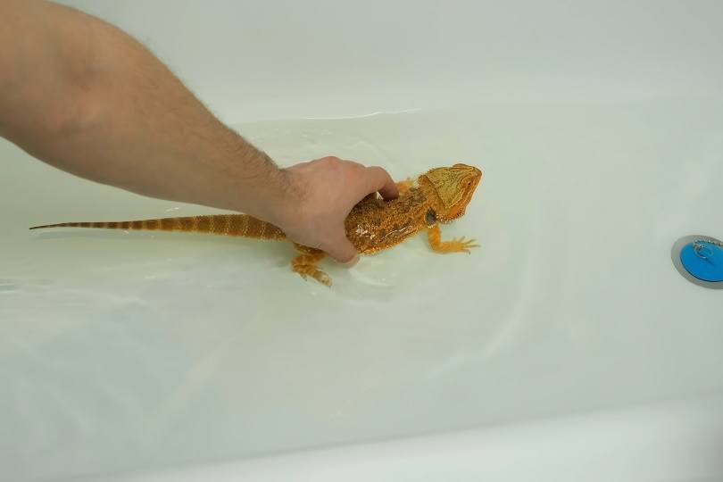 bearded dragon_Evgeniia Zakharishcheva_Shutterstock