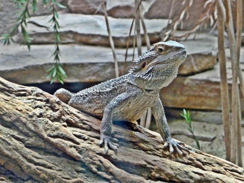 bearded dragon's nails