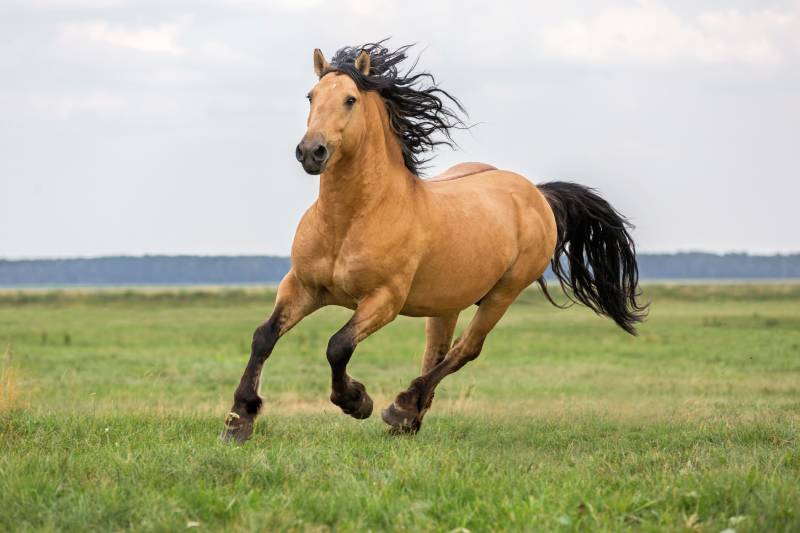 beautiful bay horse
