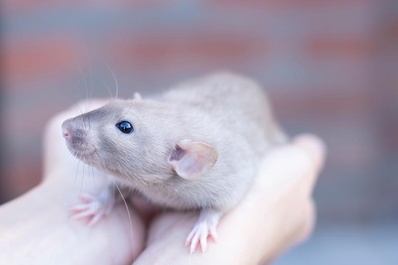 beautiful beige rat sits on humand hands