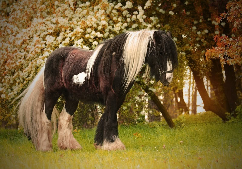 beautiful irish cob horse_Shutterstock_Best dog photo