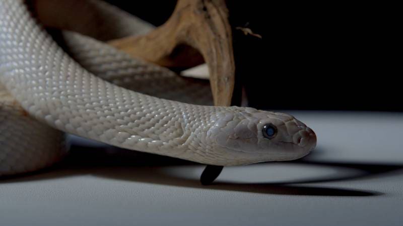 beautiful white snake in the studio