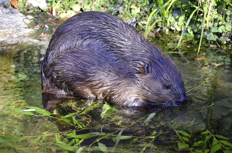 beaver_Andrea Bohl_Pixabay