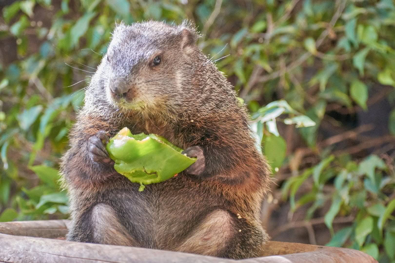 beaver_Roy Buri_Pixabay