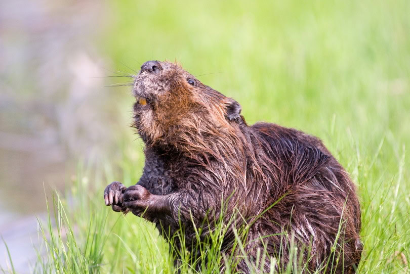 beaver_Steve Raubenstine_Pixabay