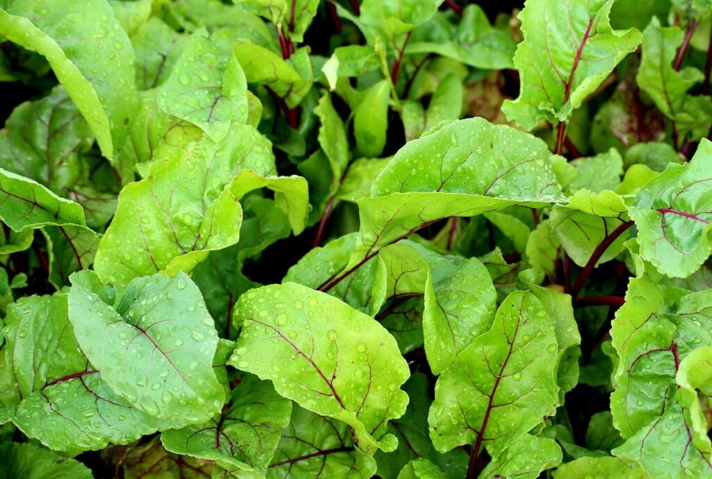 beets stalks