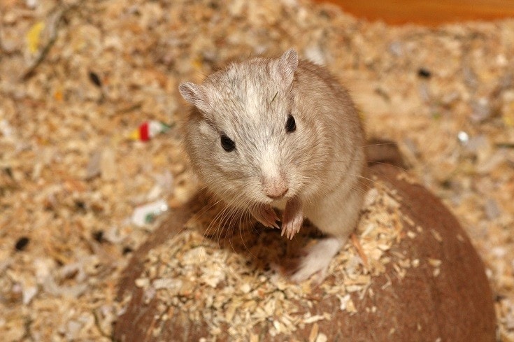 beige hamster