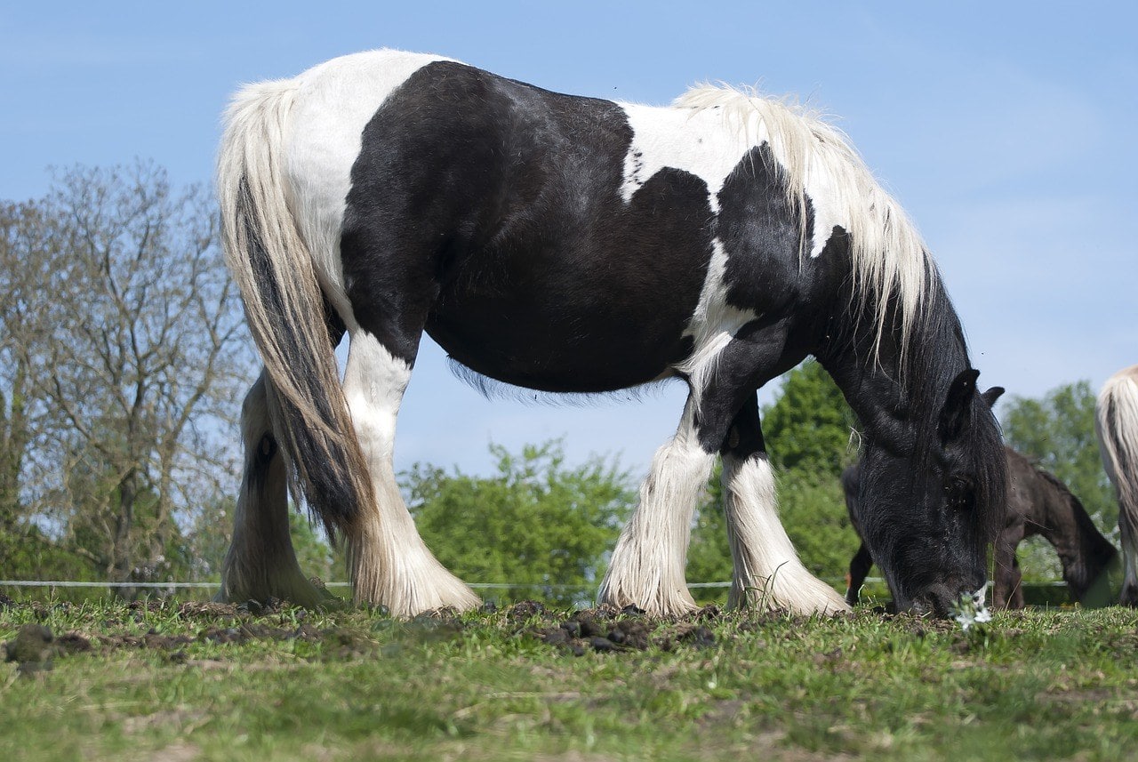 belgian horse in the meadow