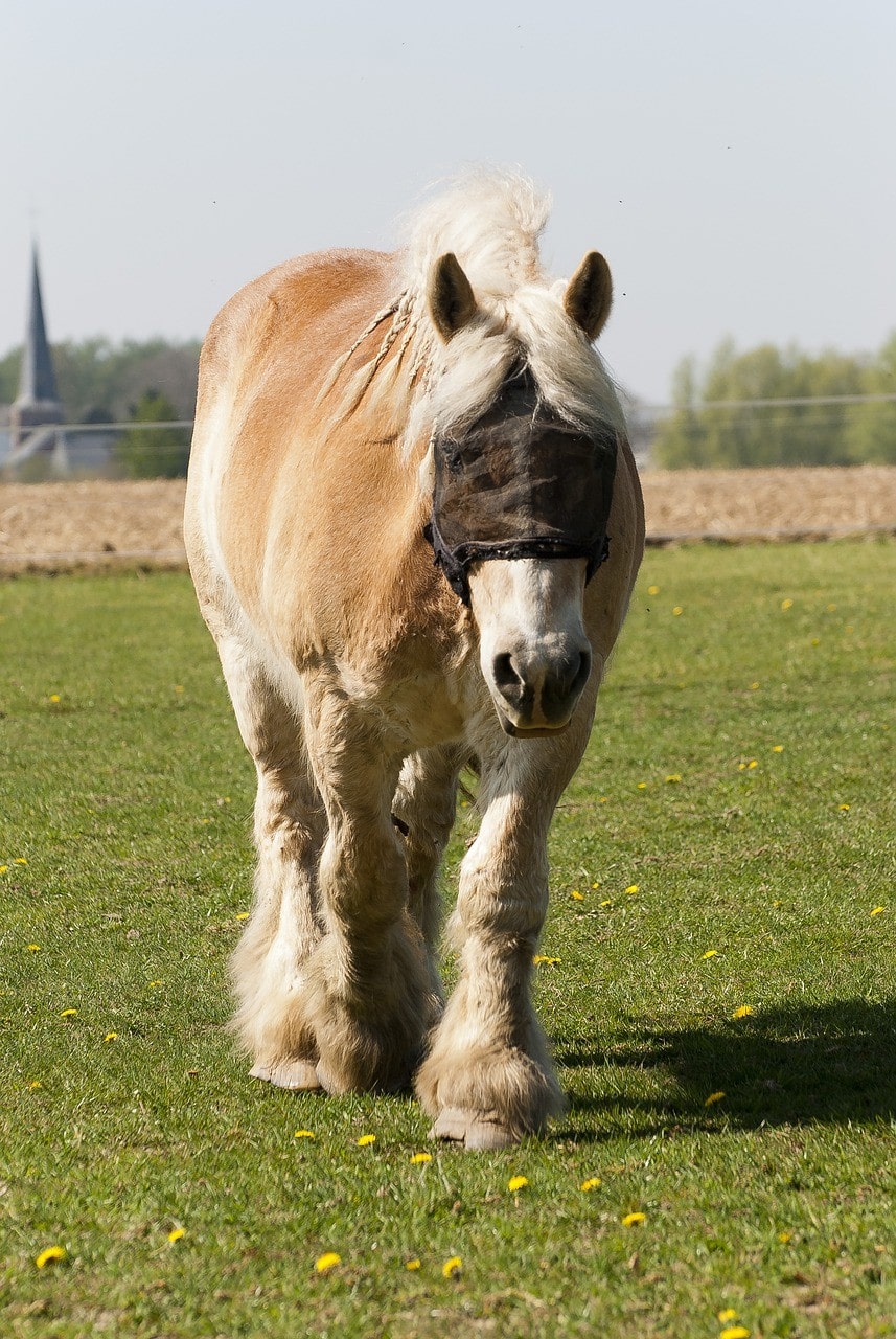 belgian horse