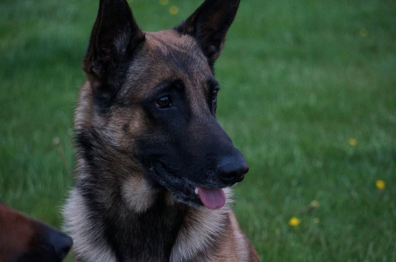 belgian-malinois-pixabay